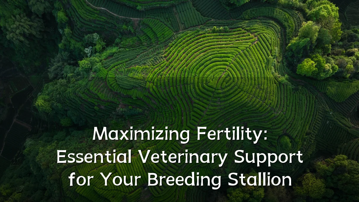 Maximizing Fertility: Essential Veterinary Support for Your Breeding Stallion