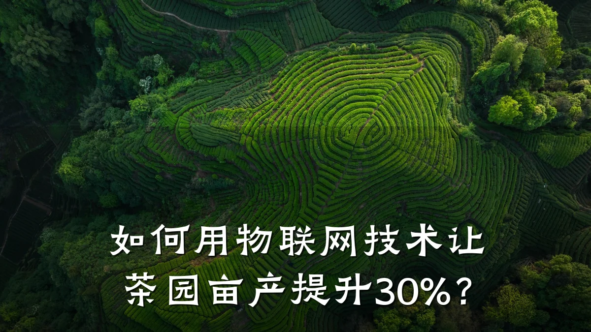 如何用物联网技术让茶园亩产提升30%?